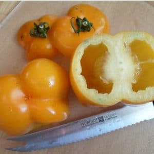 sementes de tomate yellow stuffer 2 15 e1494883724706