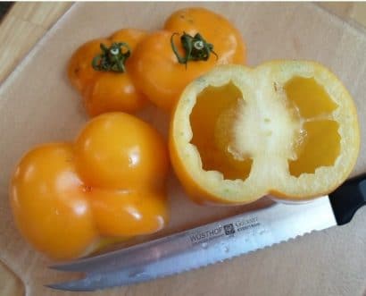 sementes de tomate yellow stuffer 2 15 e1494883724706