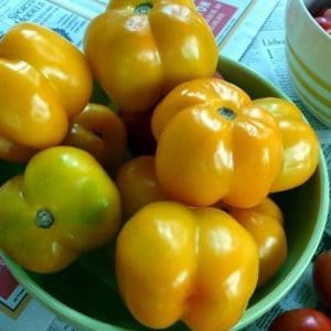 sementes de tomate yellow stuffer 2 16 e1494883697857