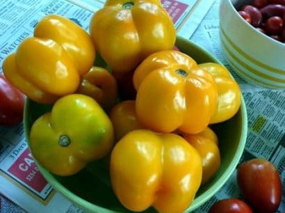 sementes de tomate yellow stuffer 2 16 e1494883697857