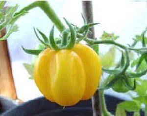 sementes de tomate yellow stuffer 2 17 e1494883644858