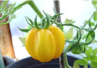 sementes de tomate yellow stuffer 2 17 e1494883644858