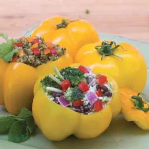 sementes de tomate yellow stuffer 2 18 e1494883603843