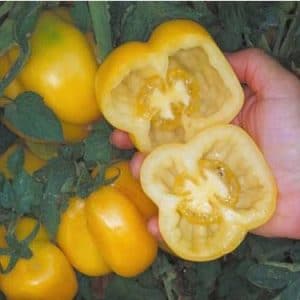 sementes de tomate yellow stuffer 2 2 e1494884362737