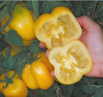 sementes de tomate yellow stuffer 2 2 e1494884362737