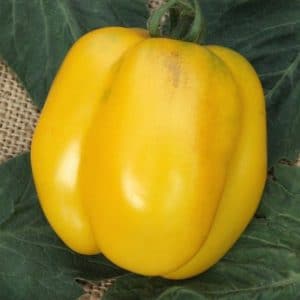 sementes de tomate yellow stuffer 2 3 e1494884325343