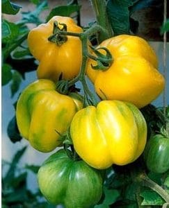 sementes de tomate yellow stuffer 2 4 e1494884272266