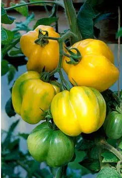 sementes de tomate yellow stuffer 2 4 e1494884272266