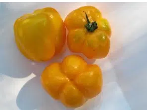 sementes de tomate yellow stuffer 2 5 e1494884223220