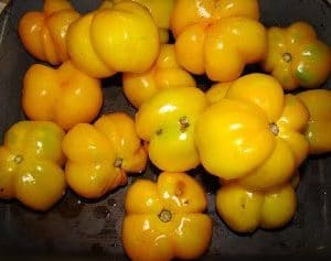 sementes de tomate yellow stuffer 2 6 e1494884168748