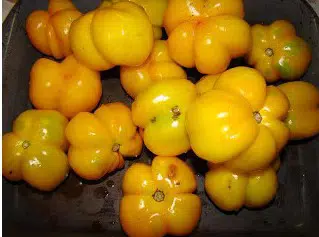 sementes de tomate yellow stuffer 2 6 e1494884168748