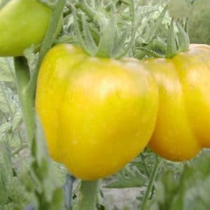 sementes de tomate yellow stuffer 2 7 e1494884110358