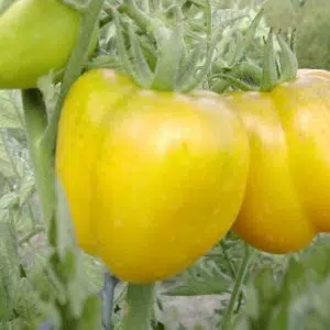 sementes de tomate yellow stuffer 2 7 e1494884110358