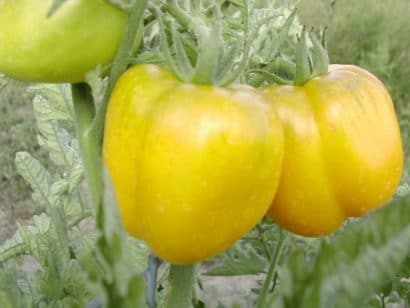 sementes de tomate yellow stuffer 2 7 e1494884110358