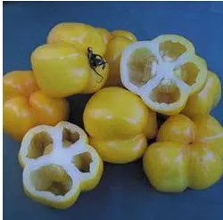 sementes de tomate yellow stuffer 2 8 e1494884064661