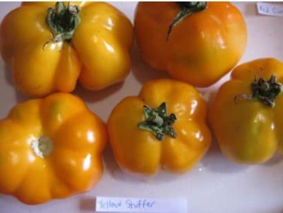 sementes de tomate yellow stuffer 2 9 e1494884009917