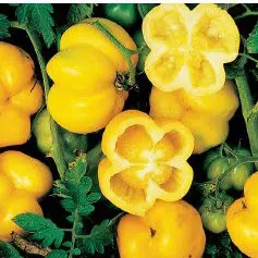 sementes de tomate yellow stuffer 2 e1494884399262