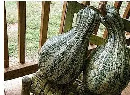 sementes organicas abobrinha green striped 2 13 e1494879130983