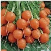 sementes organicas de cenoura redonda nice 2 10 e1494879913603