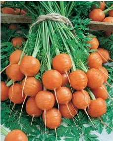 sementes organicas de cenoura redonda nice 2 11 e1494879887106