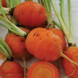 sementes organicas de cenoura redonda nice 2 3 e1494881611583