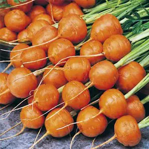 sementes organicas de cenoura redonda nice 2 4 e1494881579234