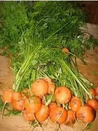 sementes organicas de cenoura redonda nice 2 5 e1494881543755