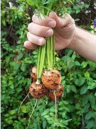 sementes organicas de cenoura redonda nice 2 6 e1494881510928