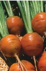 sementes organicas de cenoura redonda nice 2 8 e1494881431941