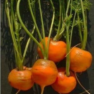 sementes organicas de cenoura redonda nice 2 9 e1494881381449