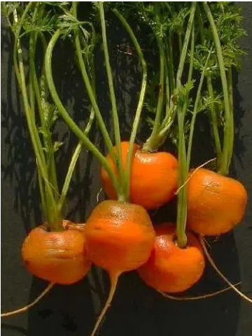 sementes organicas de cenoura redonda nice 2 9 e1494881381449