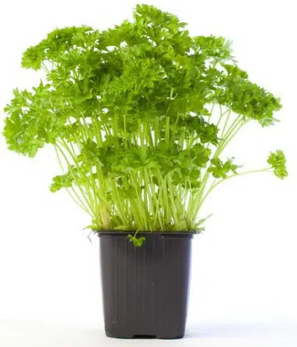 sementes organicas de salsa crespa 2 3 e1495134431786