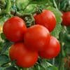 sementes organicas tomate moneymaker 6926 e1495132550866