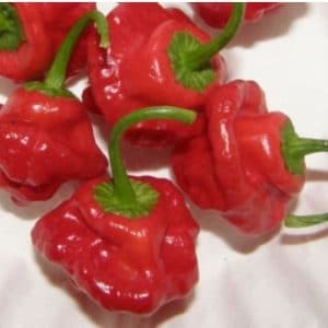 sementes pimenta jamaican red 2 3 e1494939688123