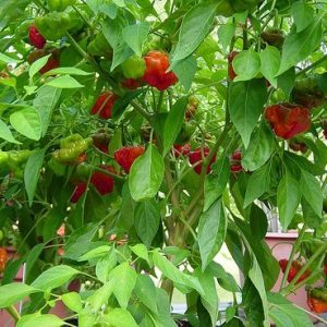 sementes pimenta jamaican red 2 6 e1494939607410