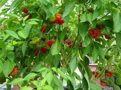 sementes pimenta jamaican red 2 6 e1494939607410