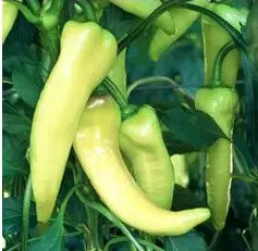 sementes pimentao amarelo comprido 2 5 e1494878934694