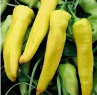 sementes pimentao amarelo comprido 4780 e1494879060636