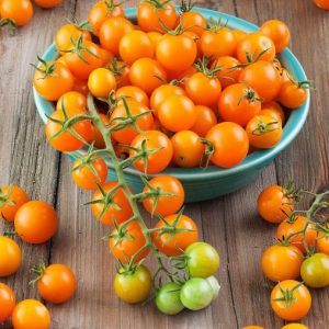 sementes tomate cereja laranja 0418 e1494942289835