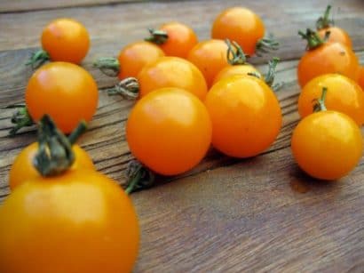 sementes tomate cereja laranja 2 11 e1494940073345