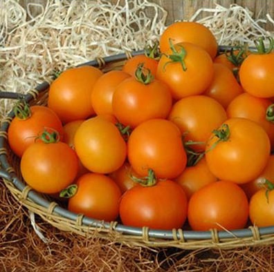 sementes tomate cereja laranja 2 12 e1494940054826