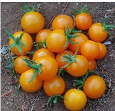 sementes tomate cereja laranja 2 14 e1494940029550