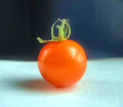 sementes tomate cereja laranja 2 15 e1494940001588
