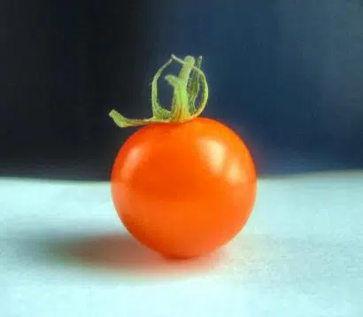 sementes tomate cereja laranja 2 15 e1494940001588