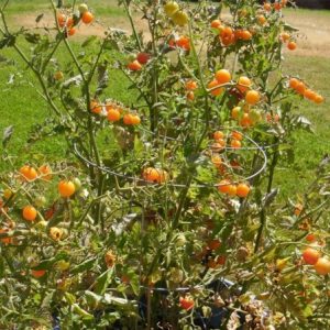 sementes tomate cereja laranja 2 17 e1494939936406