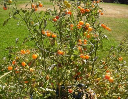 sementes tomate cereja laranja 2 17 e1494939936406