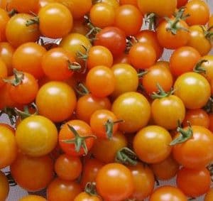 sementes tomate cereja laranja 2 18 e1494939913367