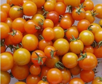 sementes tomate cereja laranja 2 18 e1494939913367