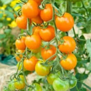 sementes tomate cereja laranja 2 3 e1494942220969