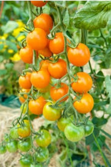 sementes tomate cereja laranja 2 3 e1494942220969